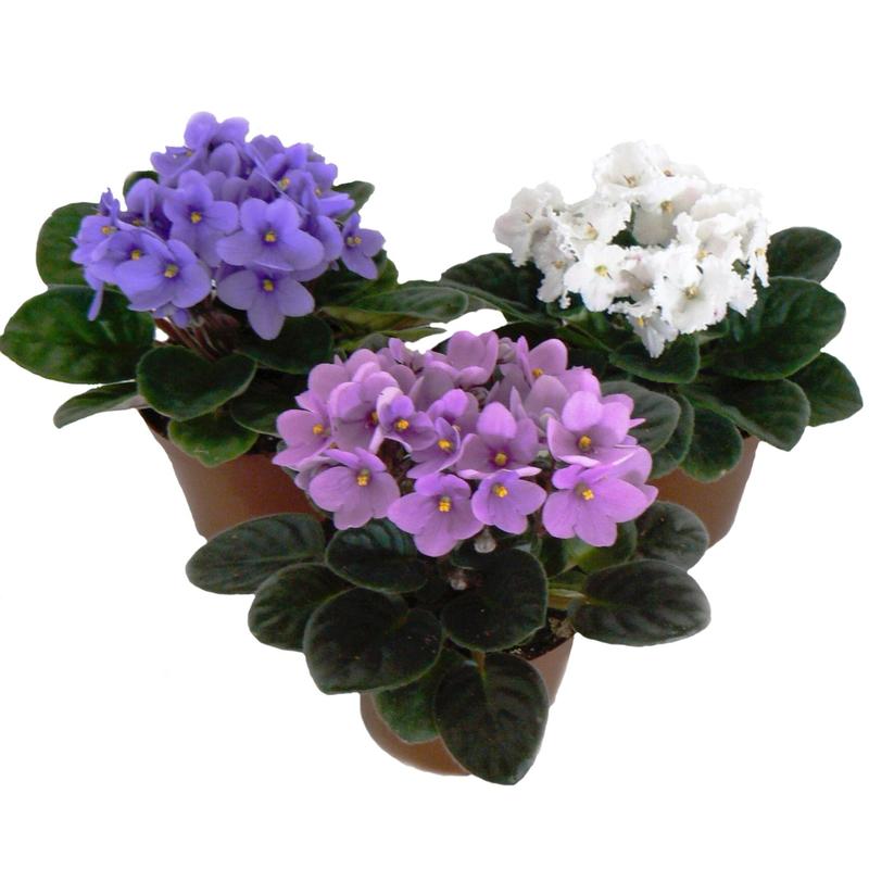 Sekrety uprawy fiołka alpejskiego i cyklamenu perskiego – jak dbać o te piękne rośliny?