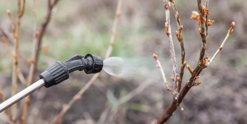 Kalendarz oprysków drzew