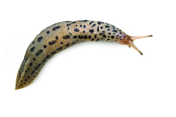 Naturalne sposoby na ślimaki