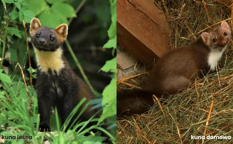 Ochrona domu przed kunami