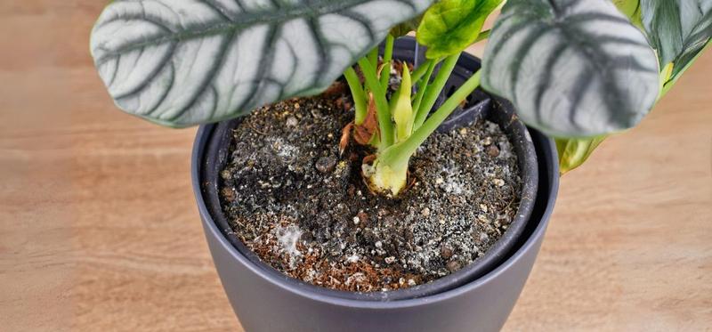 Pleśń w doniczkach