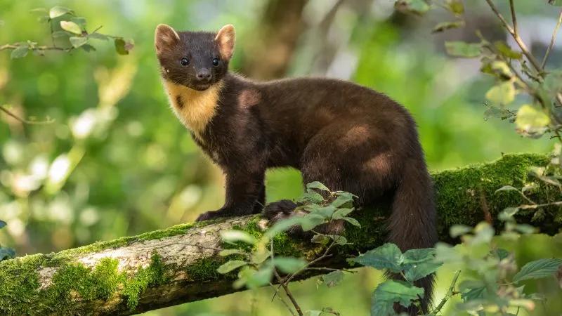 Pozbycie się kuny z domu