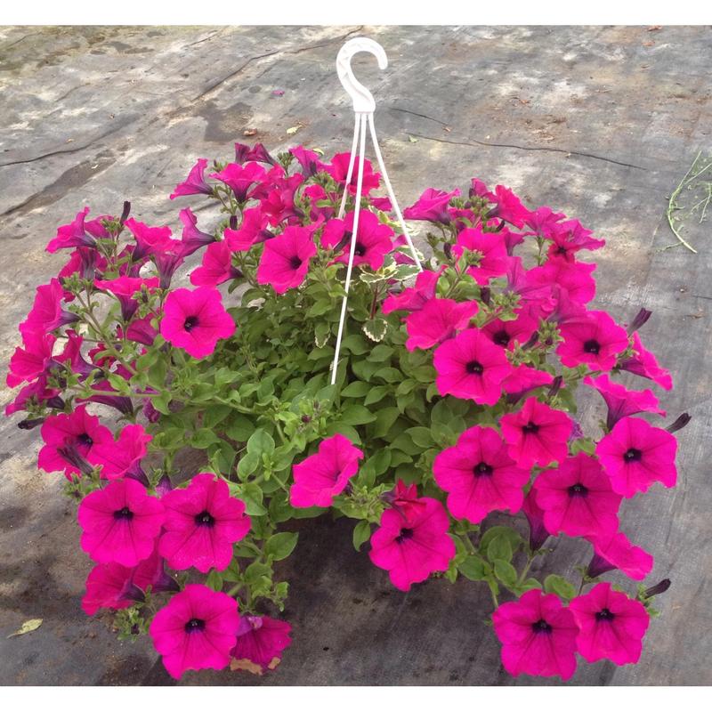 Sadzenie roślin balkonowych