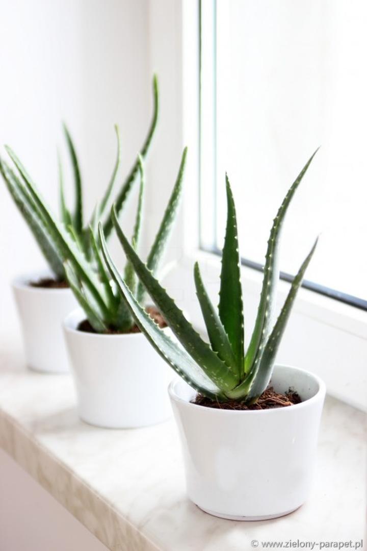 Uprawa aloesu w doniczce