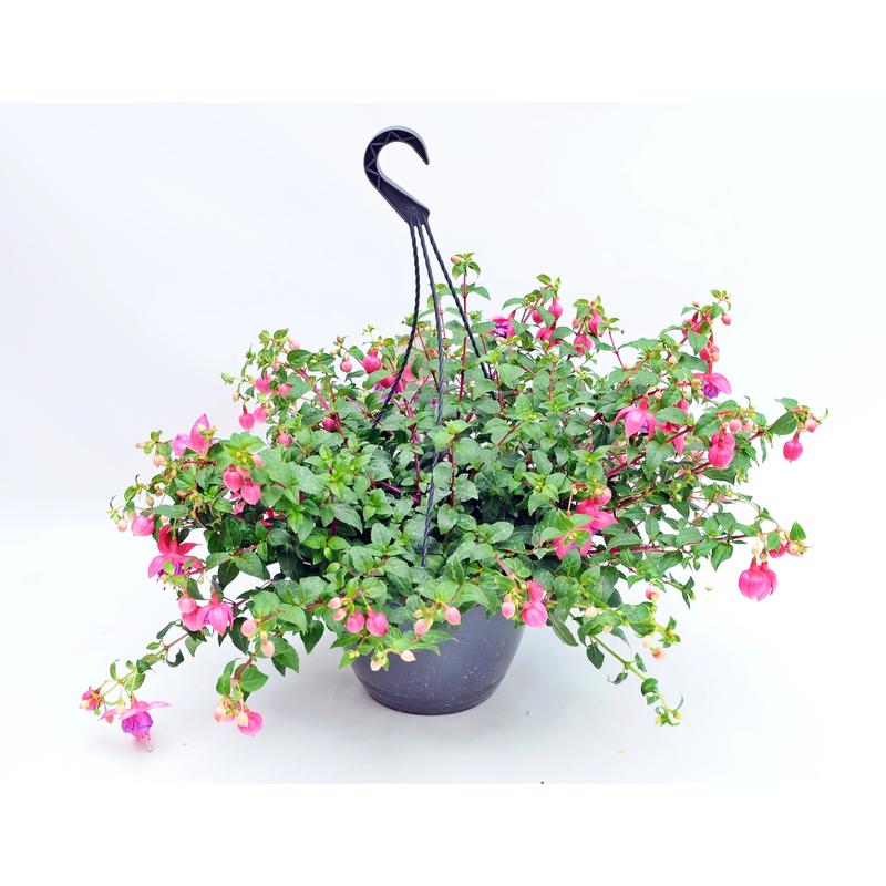 Uprawa fuksji na balkonie