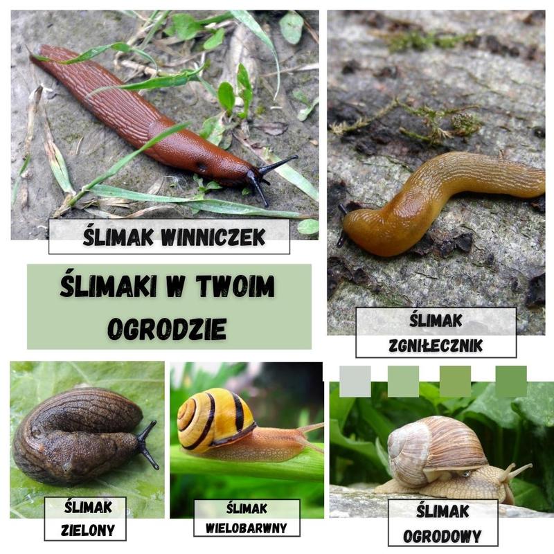 Skuteczne metody na slimaki w ogrodzie – 10 sprawdzonych sposobów, jak się ich pozbyć