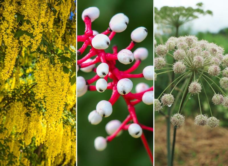 Bezpieczeństwo dzieci i zwierząt