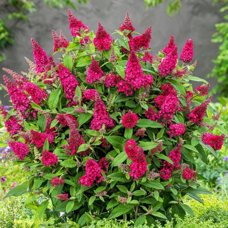 Budleja Dawida rośliny towarzyszące