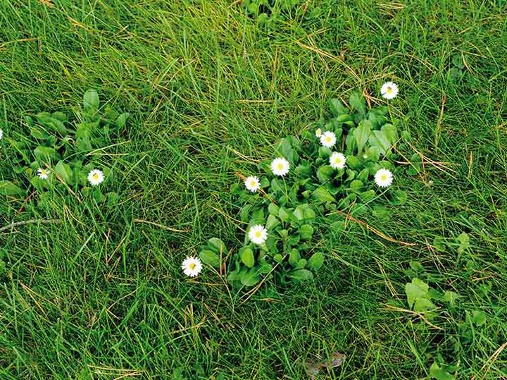 Chemiczne środki ochrony roślin