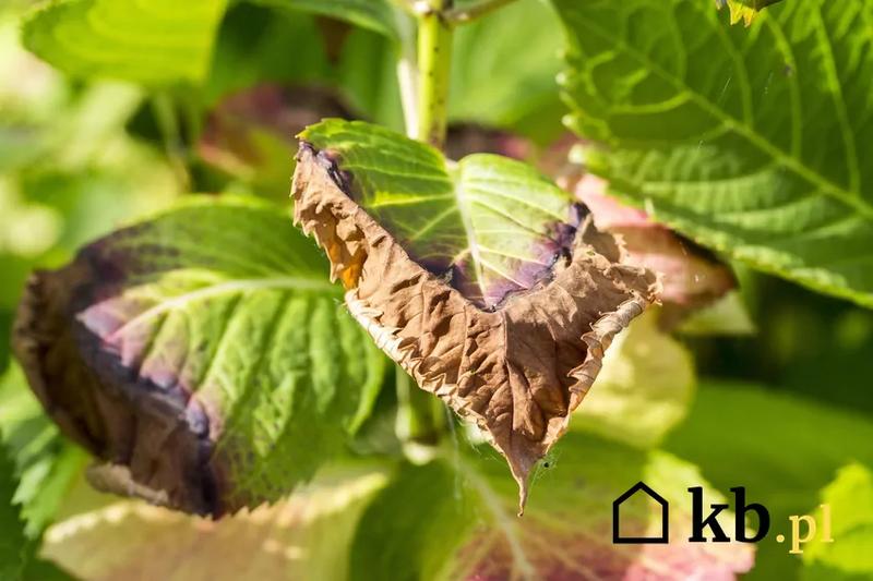 Choroby hortensji i objawy