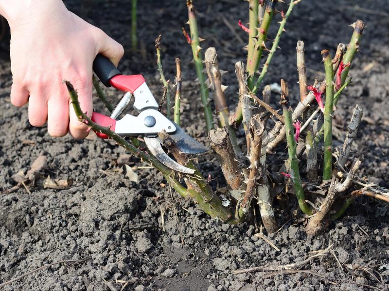 Cięcie różnych typów róż