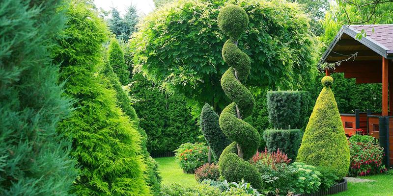 Czas przycinania tuj