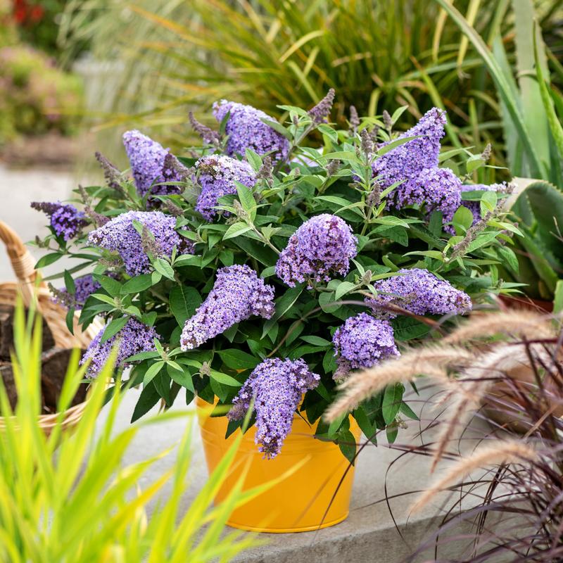 Kompozycje ogrodowe z budleją