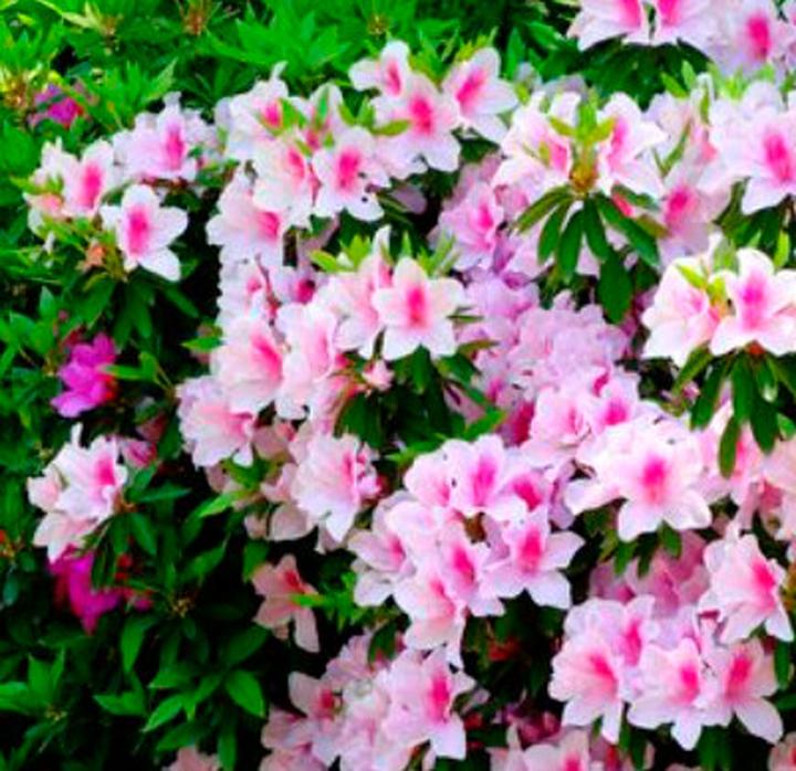 Kompozycje z azaliami w ogrodzie