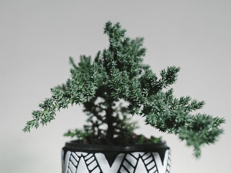 Kompozycje z iglaków na tarasie