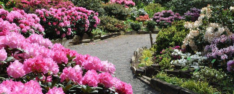 Krzewy pasujące do azalii