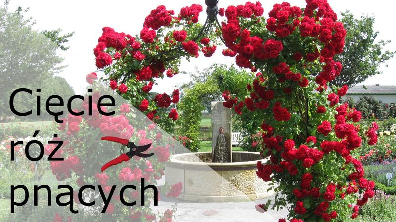 Najczęstsze błędy przy przycinaniu róż