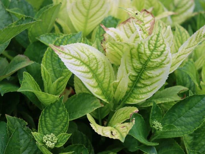 Najczęstsze patogeny hortensji