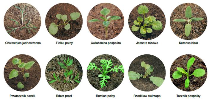 Naturalne metody na chwasty