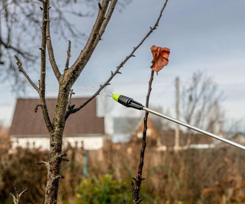 Oprysk mocznikiem na śliwy