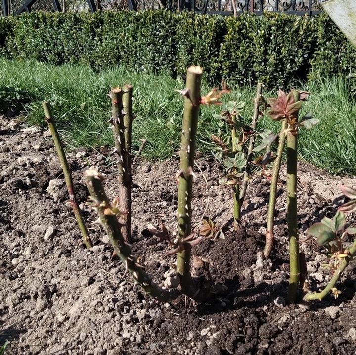 Optymalne terminy cięcia róż