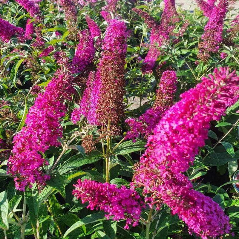 Pielęgnacja budlei i roślin towarzyszących