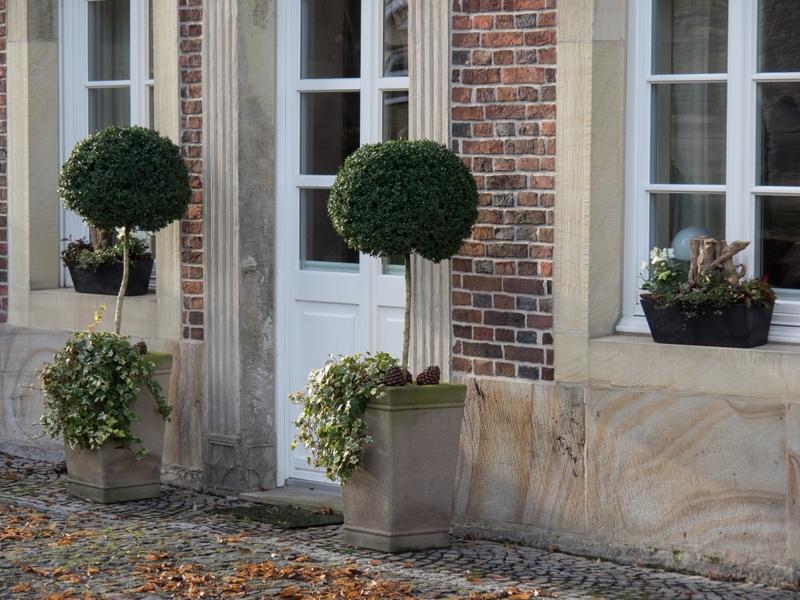 Pielęgnacja iglaków w pojemnikach