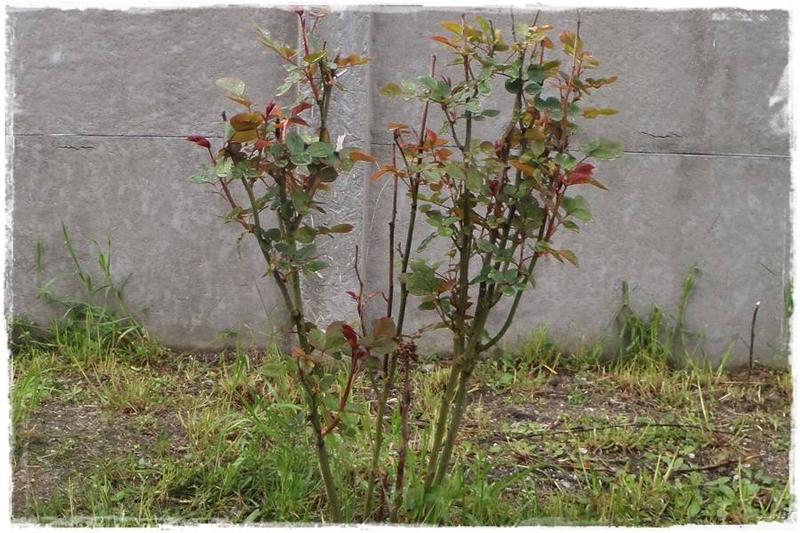 Przycinanie róż poradnik