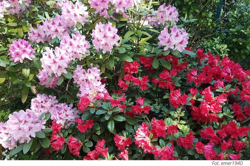 Rośliny towarzyszące azaliom