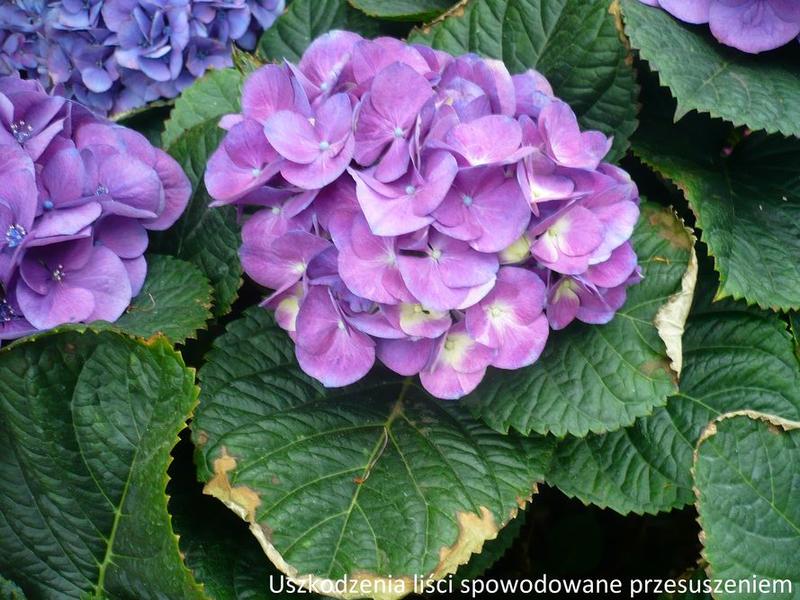 Rozpoznawanie problemów hortensji