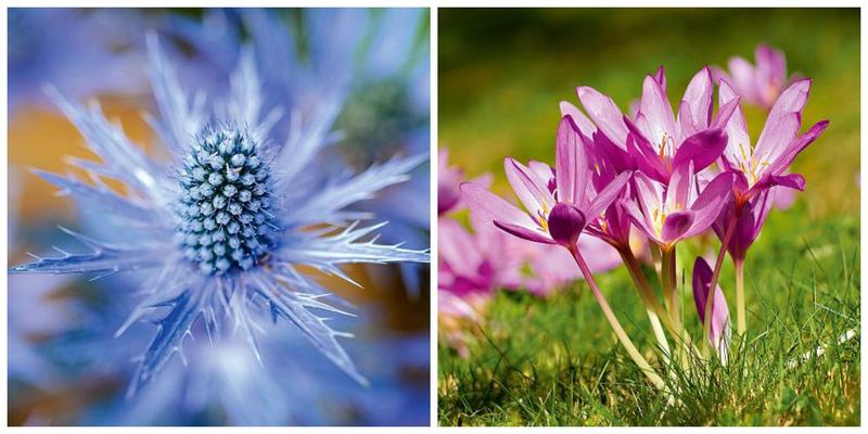 Rozpoznawanie trujących roślin