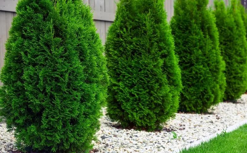 Techniki cięcia tuj