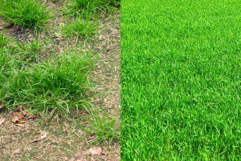 Techniki siewu trawy