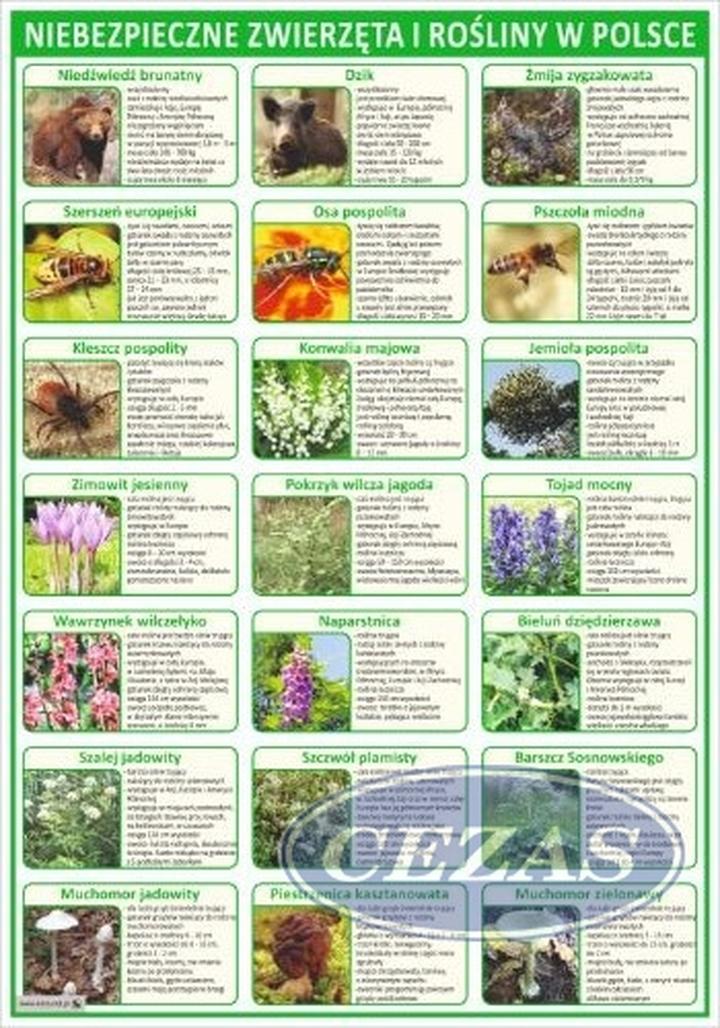 Trujące rośliny w ogrodzie