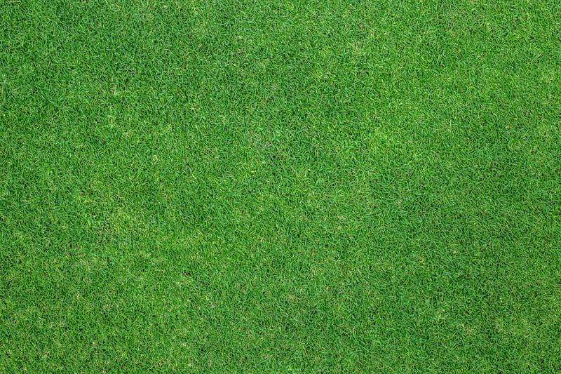 Zakładanie trawnika krok po kroku