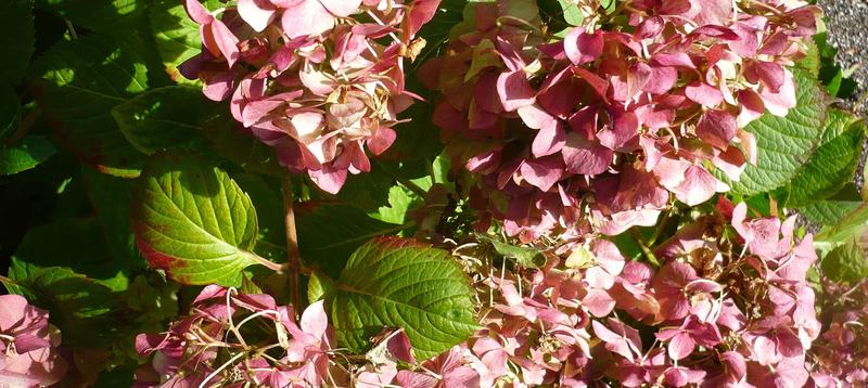 Zapobieganie i leczenie hortensji