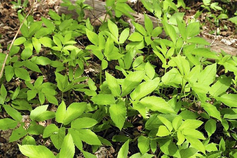 Zwalczanie chwastów w ogrodzie