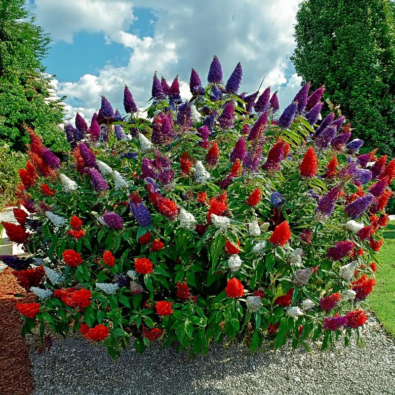 Jakie rośliny doskonale komponują się z budleją Dawida w twoim ogrodzie?