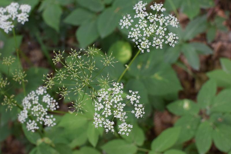 Najgorsze chwasty w ogrodzie – jak skutecznie walczyć z najbardziej uciążliwymi z nich?