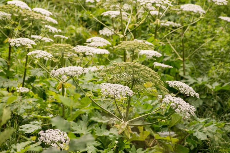 Niebezpieczne rośliny w ogrodzie – o które trujące gatunki warto zadbać?