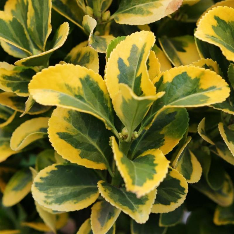 Pielęgnacja i nawożenie euonymus japonicus