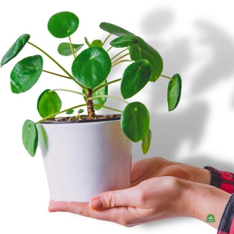 Jak dbać o kwiat pieniazek – porady na temat uprawy i kwitnienia