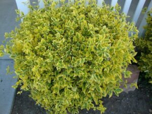 Jak z sukcesem uprawiać i pielęgnować trzmielinę japońską, czyli euonymus japonicus?
