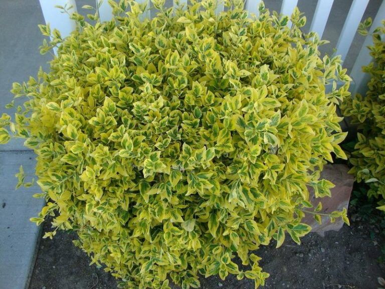 Jak z sukcesem uprawiać i pielęgnować trzmielinę japońską, czyli euonymus japonicus?