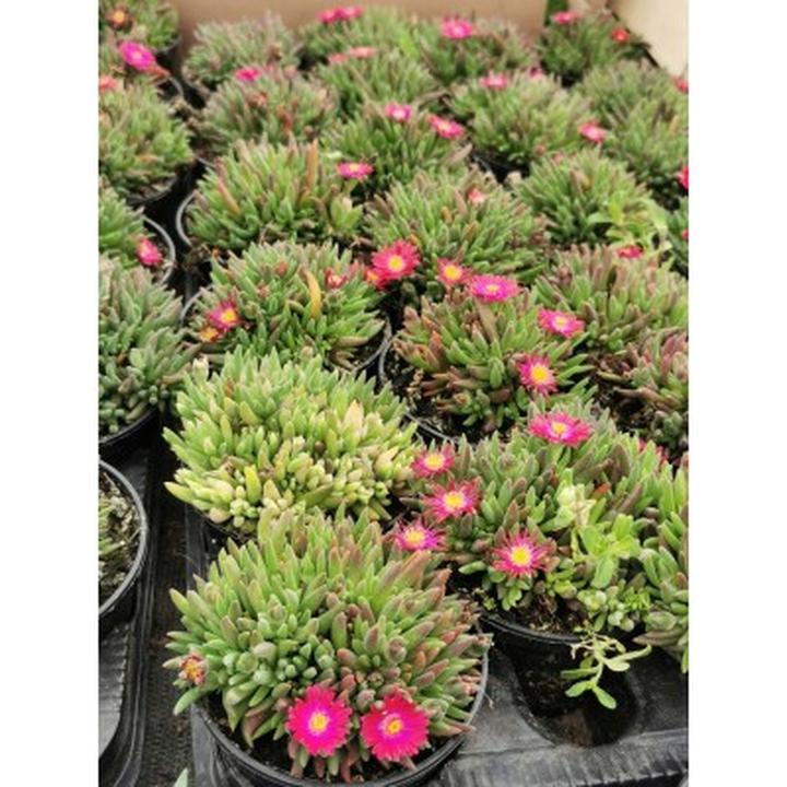 Jak zadbać o słonecznicę po zimie i zapewnić jej udany okres zimowania?