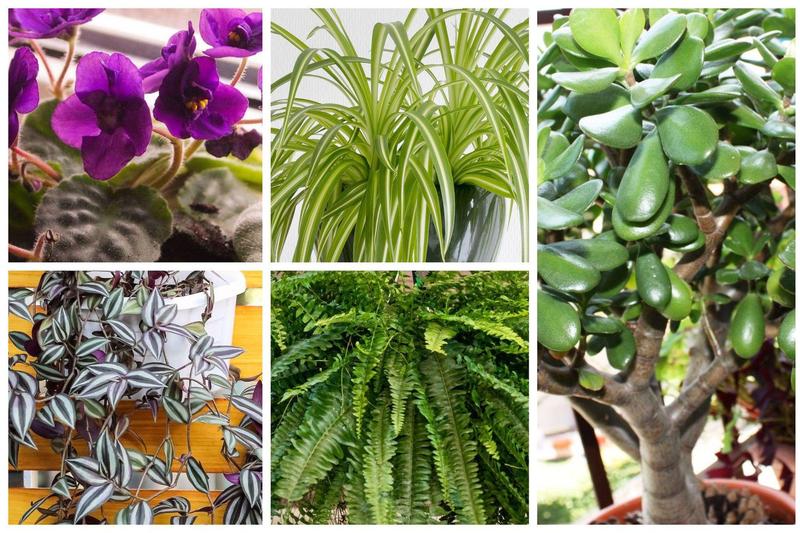 Kwiaty popularne w PRL – Jakie miały miejsce w naszych domach i czy wciąż są dostępne?