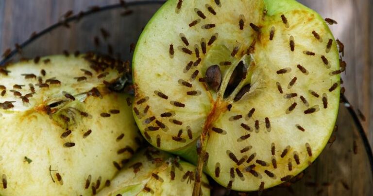 Skuteczne metody: 10 domowych sposobów na pozbycie się muszek owocówek