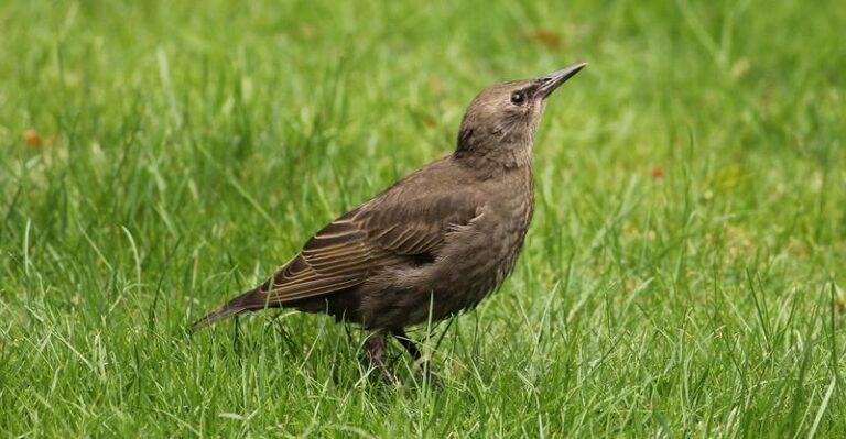 Szpaki w ogrodzie: Co jedzą i dlaczego wzbudzają niechęć ogrodników?