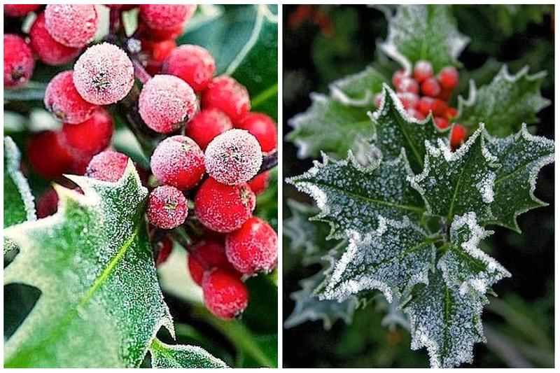 Kwiaty odporne na mróz do ogrodu