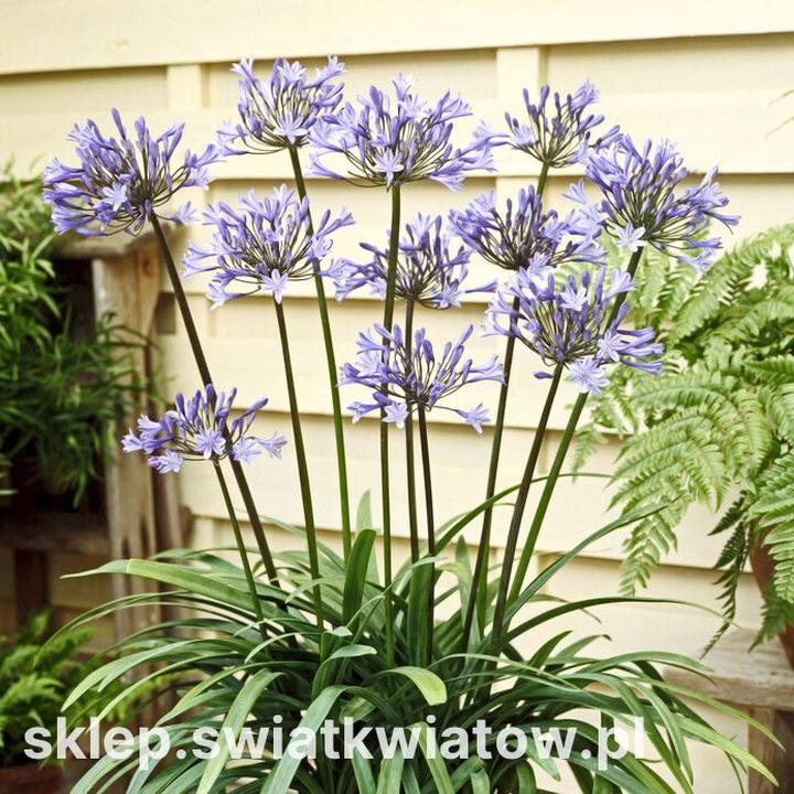 Pielęgnacja agapanta w ogrodzie i na balkonie